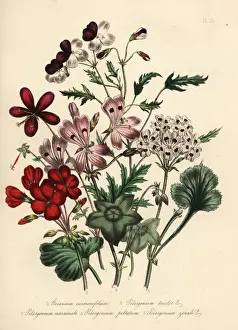 Tricolor Prints: Geranium and pelargonium species