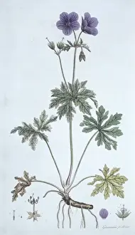 Malvidae Prints: Geranium pratense, meadow cranesbill