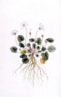 Dwarf Gallery: Geranium Reichardi
