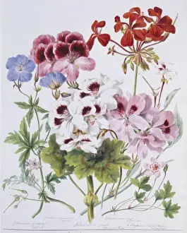Geranium sp. geranium