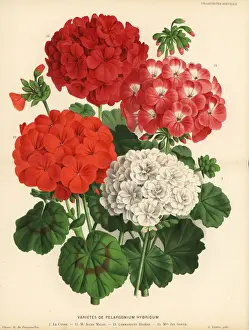 Pannemaeker Prints: Geranium varieties, Pelargonium hybridum