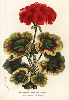 Geranium variety, Miss Pollock, Pelargonium zonale
