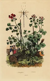 Wasp Prints: Geraniums and wasp