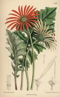 Matilda Prints: Gerbera jamesoni, orange flower native to the Transvaal