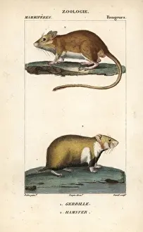 Cricetus Prints: Gerbil, Gerbillus species, and European hamster