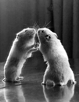 Images Dated 30th October 2019: Gerbil looking at its reflection in a mirror