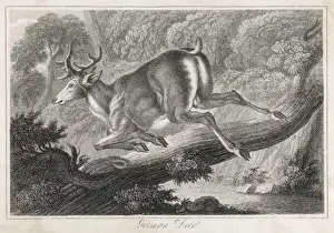 German Deer Leaping