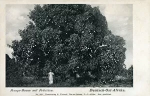 Images Dated 15th December 2020: German East Africa - a Mango Tree full of fruit
