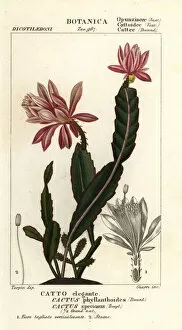 Jussieu Gallery: German empress cactus, Disocactus phyllanthoides