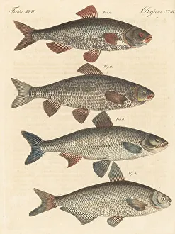 German fresh-water fish species