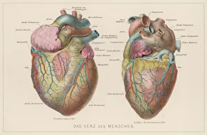 Parts Gallery: German Heart