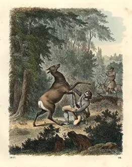 Hoffmann Prints: German hunters hunting deer attacked by doe