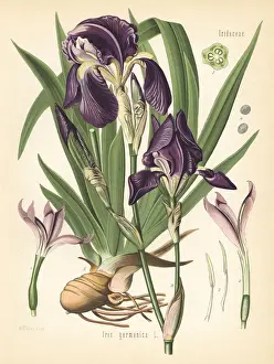 German iris, Iris germanica