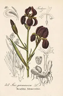 German iris, Iris germanica