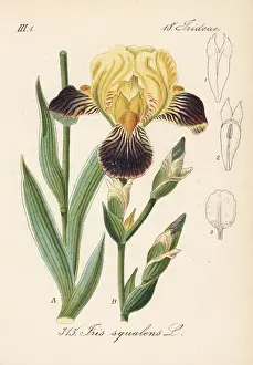 German iris, Iris germanica