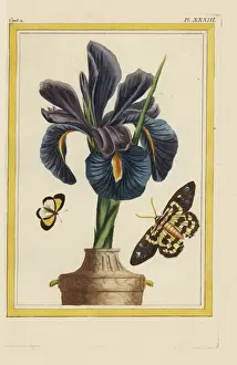 Cultivent Prints: German iris, Iris x germanica
