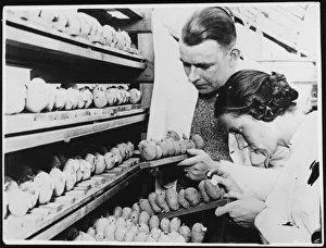 German Potato Doctors German Potato Doctors