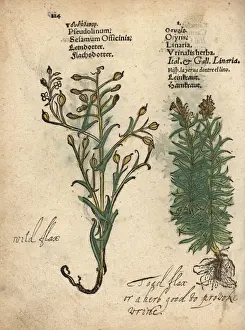 Toadflax Prints: German sesame, Myagrum sativum, and toadflax