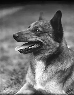 Alsatian Prints: GERMAN SHEPHERD 1930S