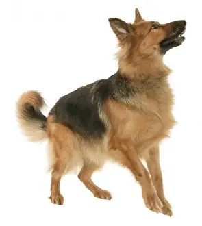 German shepherd