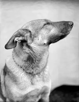 A German Shepherd Dog