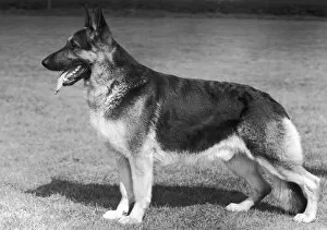 Alsatians Gallery: German Shepherd dog, 1960