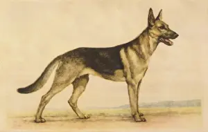 German Shepherd Dog