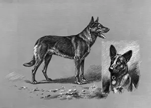 German Shepherd Dog