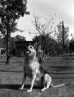 Hockley Prints: German Shepherd Dog, Hullbridge, Essex