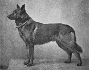 Hector Prints: German Shepherd Hector
