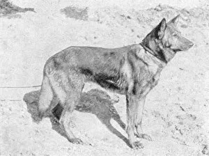 Founder Collection: German Shepherd Horand