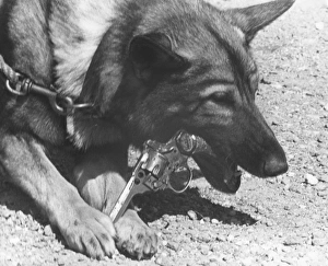 Images Dated 20th August 2015: German Shepherd police dog with gun