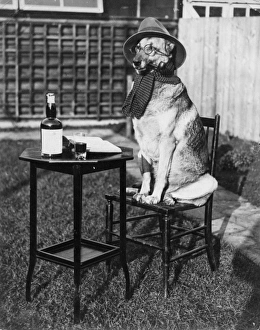 Images Dated 14th November 2011: German Shepherd Smoking