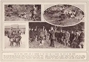 German War Dogs