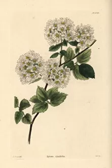 Shotter Collection: Germander meadowsweet, Spiraea chamaedryfolia