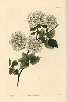 Germander meadowsweet, Spiraea chamaedryfolia