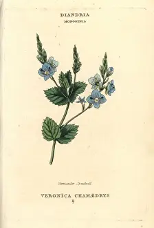 Germander speedwell, Veronica chamaedrys