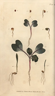 Aestivum Gallery: Germinating seed of the radish 1-7, wheat 8 and barley 9