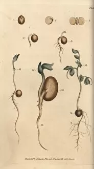 Germinating seeds of the pea Pisum sativum