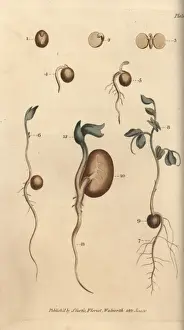 Sydenham Prints: Germinating seeds of the pea Pisum sativum
