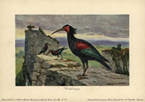 Ancestor Gallery: Geronticus balcanicus, ancestral form of the