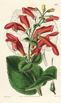 Sinningia Prints: Gesneria fascialis