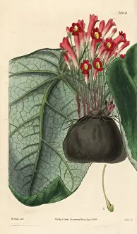 Gesneria tuberosa