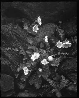 Rosaceae Prints: Geum Reptans (Creeping Avens)