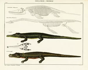 Allgemeine Gallery: Gharial, crocodile and extinct dinosaurs