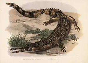 Herpetology Prints: Gharial or gavial, Gavialis gangeticus