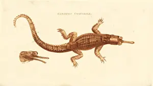 Ganges Prints: Gharial or gavial, Gavialis gangeticus. Critically