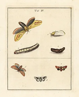 Diptera Prints: Ghost moth, beautiful yellow underwing, etc