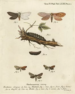 Pupa Collection: Ghost moth and gold swift