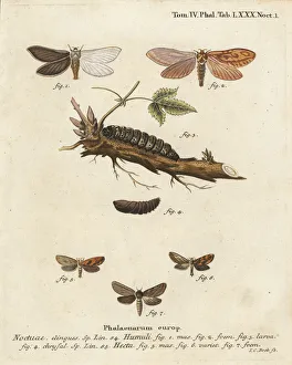 Christoph Collection: Ghost moth and gold swift